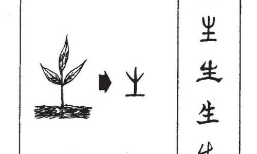 新鲜白合的功效与作用及禁忌是什么-【新鲜白合怎么吃制作方法】新鲜白合怎么做才好吃又简单 - 新鲜白合的功效与作用及禁忌网